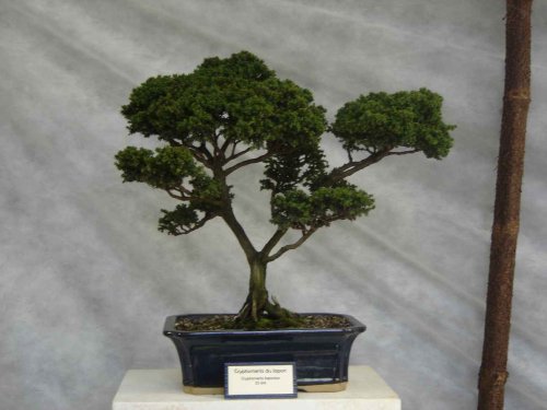 shol009.jpg