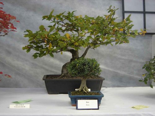 shol016.jpg
